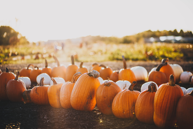 Pumpkin Patches in Akron & Canton